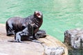 Brown fur seal Royalty Free Stock Photo